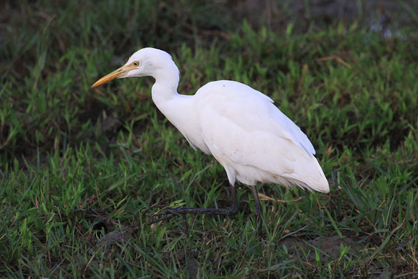 Koereiger